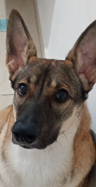Cachorro escuro fofo